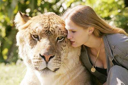 Liger, una cruza de león macho y tigre hembra Liger, una cruza de león macho y tigre hembra
