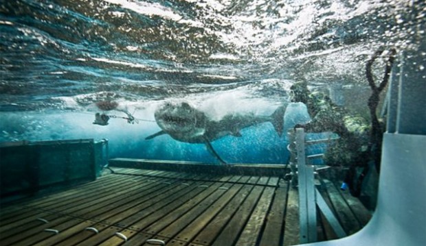 tagshark