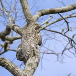 120214234602_caters_camouflage_animals_06