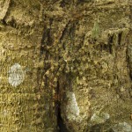 120214234757_caters_camouflage_animals_12