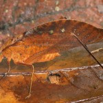 120214234814_caters_camouflage_animals_15