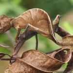 120214234831_caters_camouflage_animals_17