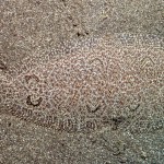 120214234851_caters_camouflage_animals_19