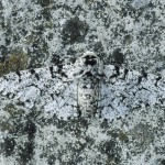 120214235040_caters_camouflage_animals_08