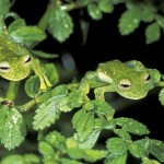120214235130_caters_camouflage_animals_13