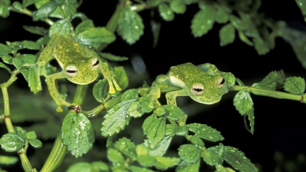 120214235130_caters_camouflage_animals_13
