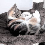 animated_photos_04